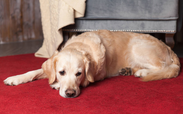 Golden Retriever dog lying on red carpet near modern grey chair - Фото, зображення