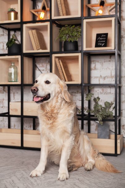 Happy golden retriever dog in loft modern living room  - Fotografie, Obrázek