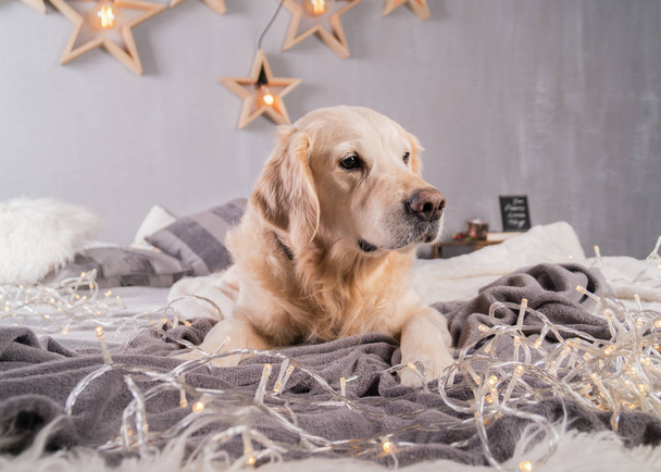 Golden Retriever Dog in modern interior with garland in Scandinavian style - Photo, image