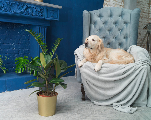 Golden retriever dog posing on gray armchair in modern interior - Zdjęcie, obraz