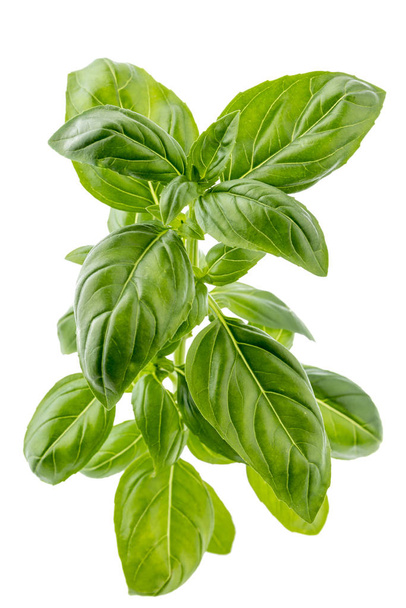 Branch of fresh basil isolated over white - Photo, Image