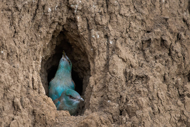 Los pollitos de rodillo europeos se preparan para volar fuera del nido
. - Foto, Imagen