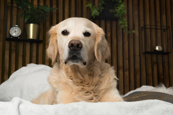 Golden retriever dog on bed with pillows posing in room in loft style - Фото, изображение