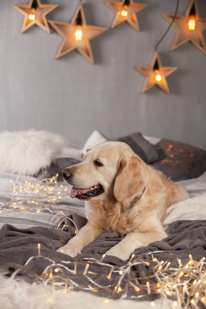 Golden Retriever Dog in modern interior with garland in Scandinavian style - Fotoğraf, Görsel