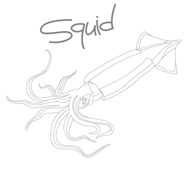 squid vector illustration  coloring book lining draw - Vector, Image