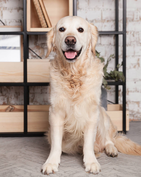Happy golden retriever dog in loft modern living room  - 写真・画像