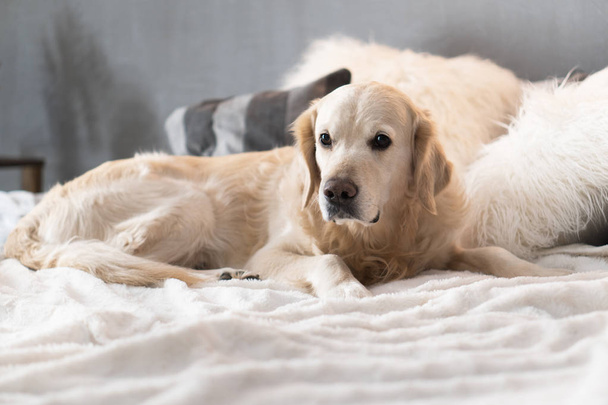 Золотий ретрівер собака в сучасний інтер'єр в скандинавському стилі - Фото, зображення