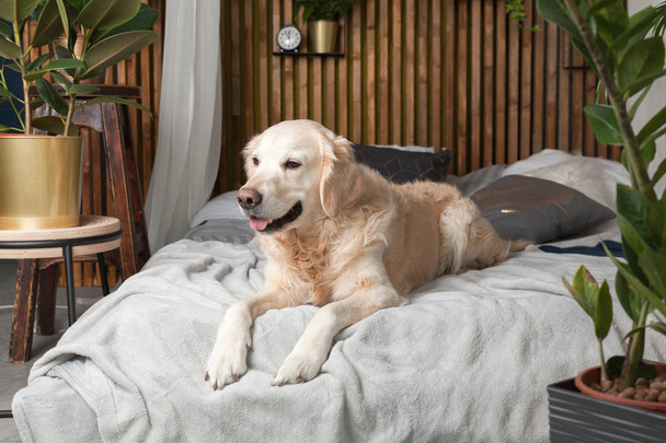 Golden retriever dog on bed with pillows posing in room in loft style - Photo, Image