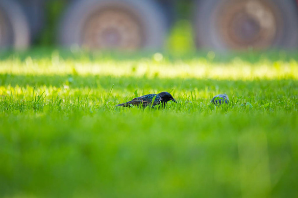 Un hermoso adurl estornino común alimentándose en la hierba antes de la migración. Sturnus vulgaris. Aves adultas en el parque en Letonia, norte de Europa. Profundidad superficial del campo
. - Foto, Imagen
