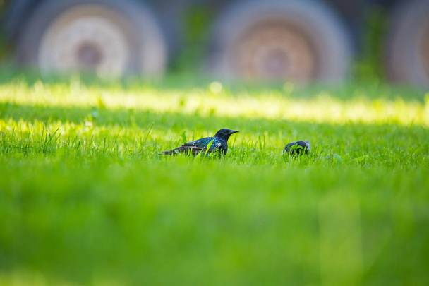 Un hermoso adurl estornino común alimentándose en la hierba antes de la migración. Sturnus vulgaris. Aves adultas en el parque en Letonia, norte de Europa. Profundidad superficial del campo
. - Foto, Imagen
