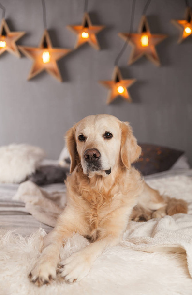 Golden Retriever Dog in modern interior with garland in Scandinavian style - Fotó, kép