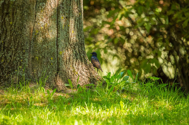 A beautiful adurl common starling feeding in the grass before migration. Sturnus vulgaris. Adult bird in park in Latvia, Northern Europe. Shallow depth of field. - Photo, Image