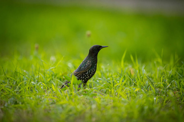A beautiful adurl common starling feeding in the grass before migration. Sturnus vulgaris. Adult bird in park in Latvia, Northern Europe. Shallow depth of field. - Photo, image