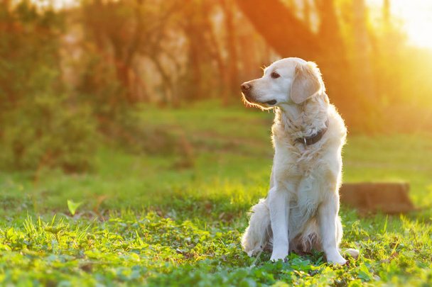 golden retriever dog sitting on spring green grass in park at sunset - 写真・画像