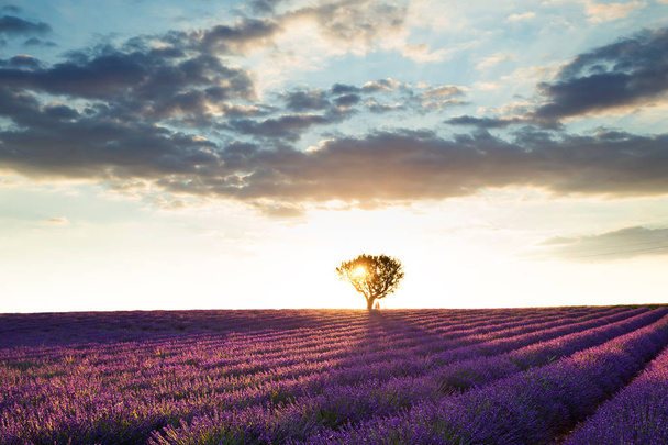 Shot of beautiful landscape of lavender fields at sunset with dramatic sky. - Foto, Bild