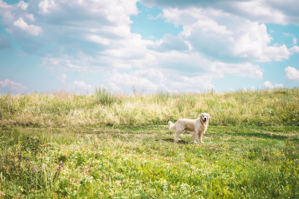 Golden Retriever Hund auf schöner Wiese mit bewölktem Himmel - Foto, Bild