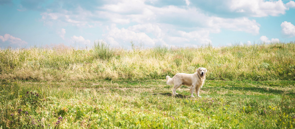 friendly golden retriever dog on beautiful meadow with cloudy sky - Foto, Imagem