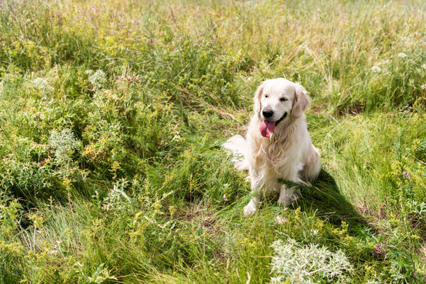 golden retriever dog sitting on green grass in field - Fotoğraf, Görsel