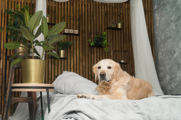 Golden retriever σκύλου στο κρεβάτι με τα μαξιλάρια που θέτουν σε δωμάτιο σε στυλ σοφίτας - Φωτογραφία, εικόνα