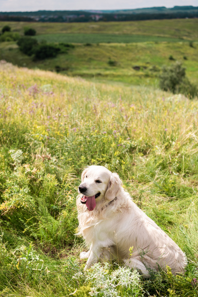 cute golden retriever dog sitting on green meadow  - 写真・画像