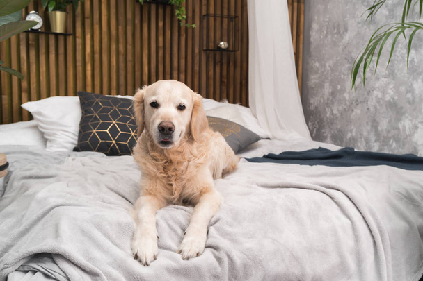 Golden retriever dog on bed with pillows posing in room in loft style - Photo, image