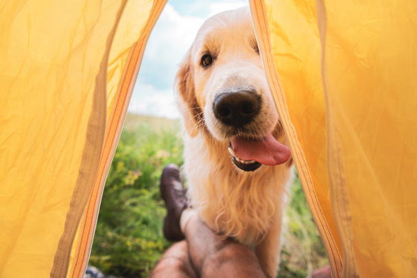 cropped view of traveler in tent with funny golden retriever dog - Photo, Image