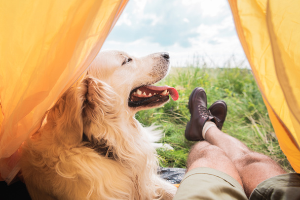 Teilansicht von Tourist im Zelt mit Golden Retriever-Hund auf Wiese - Foto, Bild