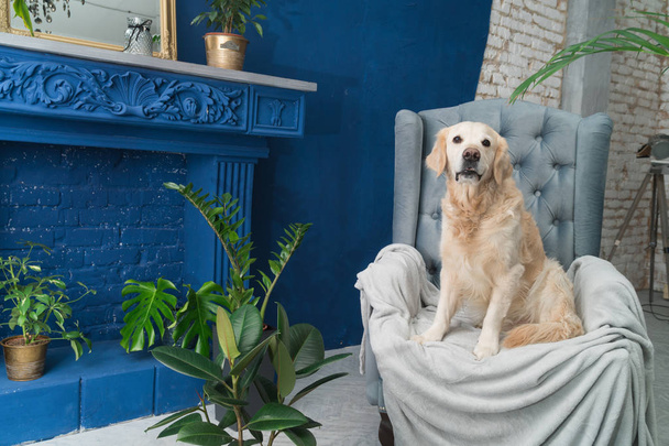 Golden retriever dog posing on gray armchair in modern interior - Fotografie, Obrázek