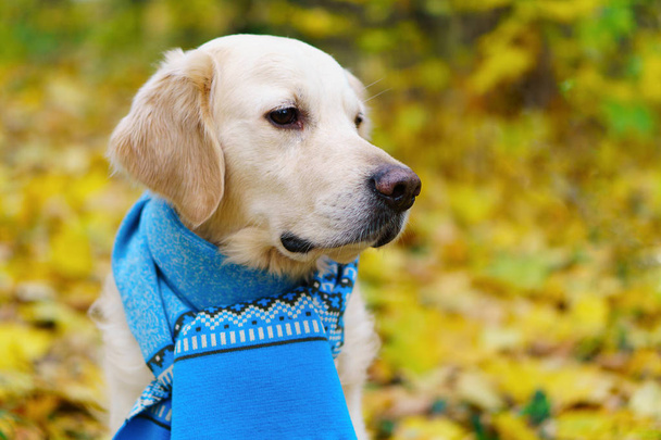 cão retriever dourado em lenço de lã azul em folhas amarelas caídas no parque
 - Foto, Imagem