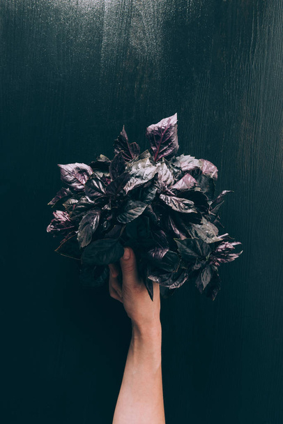 cropped image of woman holding basil in hand - Фото, изображение