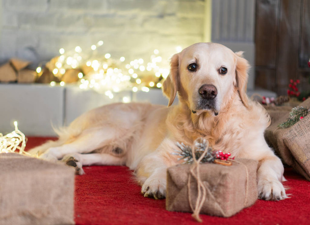 Golden Retriever dog resting on red carpet in Christmas interior - 写真・画像