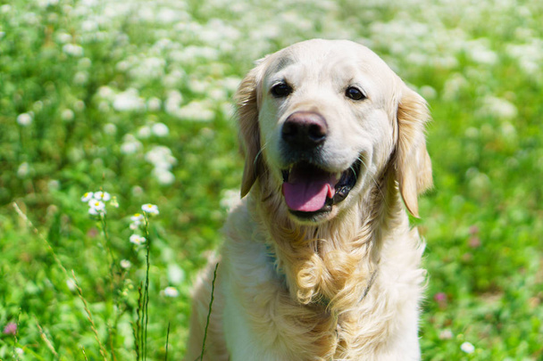 golden retriever dog sitting on summer green grass with chamomiles flowers in park - Photo, Image