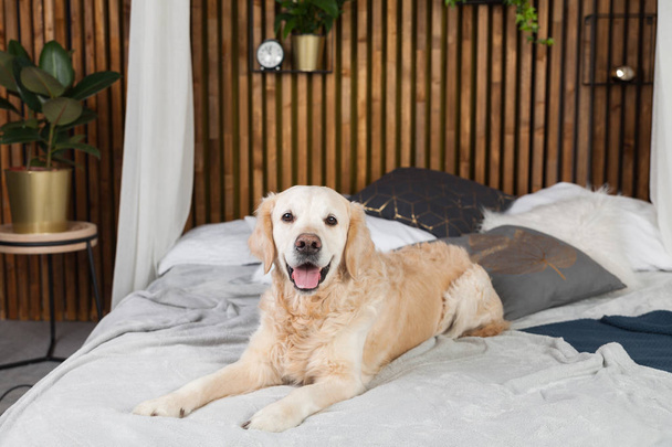 Golden retriever dog on bed with pillows posing in room in loft style - 写真・画像