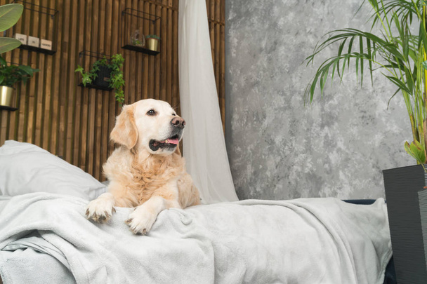 Golden retriever dog on bed with pillows posing in room in loft style - Foto, Imagen