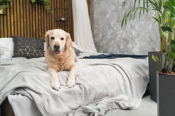 Golden retriever dog on bed with pillows posing in room in loft style - Zdjęcie, obraz
