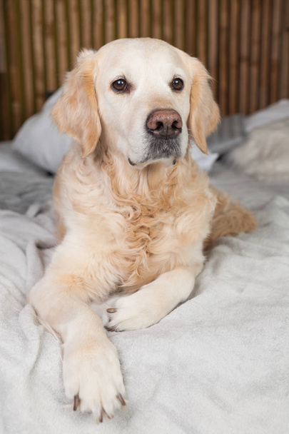 Golden retriever dog on bed with pillows posing in room in loft style - Fotó, kép