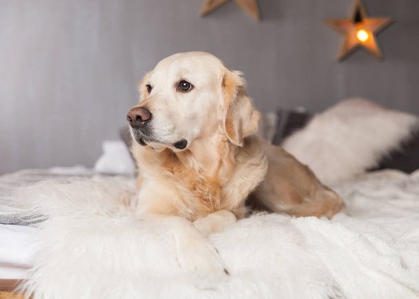 Golden Retriever Dog in modern interior in Scandinavian style - Фото, изображение