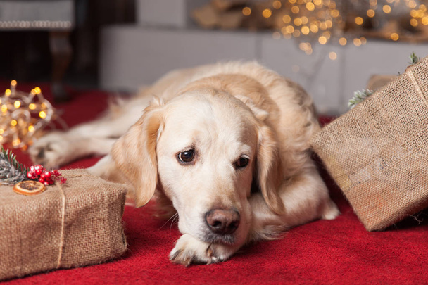 Golden Retriever dog resting on red carpet in Christmas interior - 写真・画像