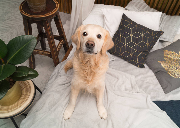 Золотистая собака-ретривер на кровати с подушками, позирующими в комнате в мансарде
 - Фото, изображение