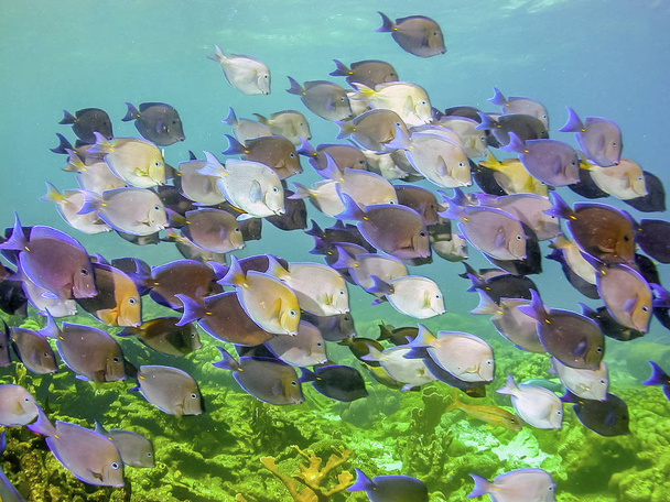 Coral reef in Carbiiean Sea Acanthurus coeruleus,surgeonfish - Photo, Image