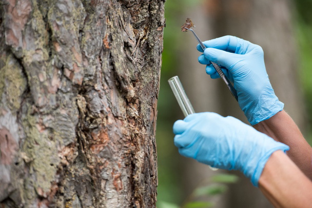 περικομμένη εικόνα γυναίκα επιστήμονας σε γάντια λατέξ, βάζοντας το φλοιό του δέντρου με λαβίδες στη φιάλη δοκιμής στο δάσος  - Φωτογραφία, εικόνα