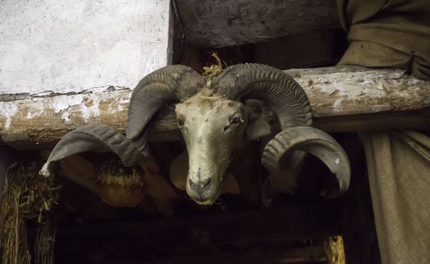 古いヤギの頭蓋骨の魔術と悪魔の詳細 - 写真・画像