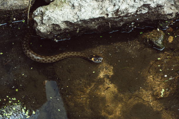 visão de alto ângulo da cobra nadando no rio
  - Foto, Imagem