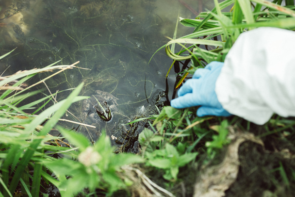 abgeschnittenes Bild eines männlichen Wissenschaftlers, der Frosch im Wasser im Freien betrachtet  - Foto, Bild