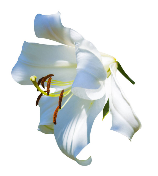 fehér liliom virág a fehér liliom virág elszigetelt fehér background - Fotó, kép
