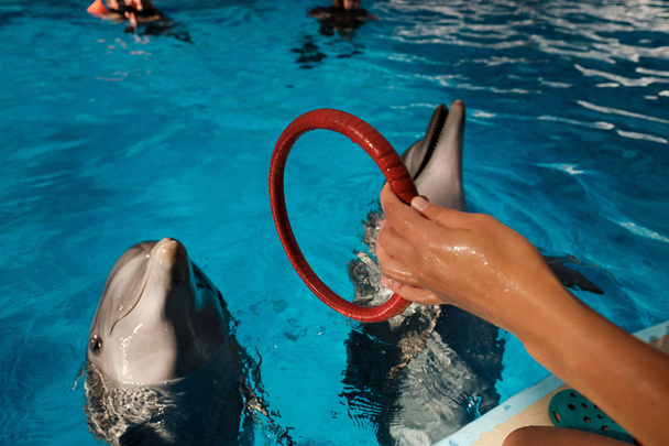  Große Tümmler spielen mit Menschen an einem bunten Ring im blauen Wasser. Delfintherapie - Foto, Bild