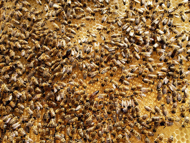 Фоновая шестиугольная текстура, восковые соты из пчелиного улья, наполненные золотым медом. Сотовые макрофотографии, состоящие из пчелиного воска, желтых сладких пчелиных улей. Медовый нектар пчелиных сот
 - Фото, изображение