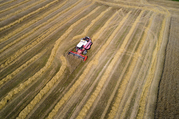 Cosecha de otoño. Campo de trigo con cosechadora de arriba. Contexto agrícola
. - Foto, Imagen