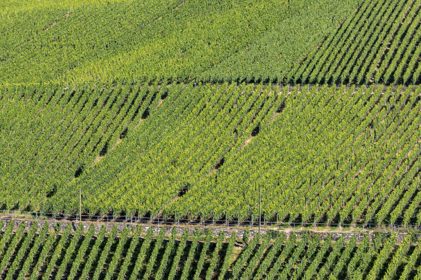 growing vine in the vineyard in the moselle valley - Foto, Bild