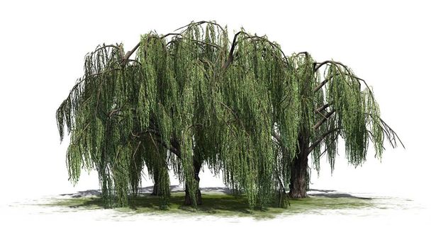 Several weeping willow trees - isolated on white background - Photo, Image
